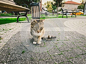 Cat in Istanbul, Turkey. Homeless Cute Cat. A street cat in Istanbul. Homeless animals theme