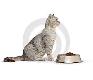 A cat and its dinner