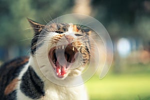 Cat with its mouth wide open outdoors