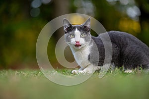 Cat with its tongue out