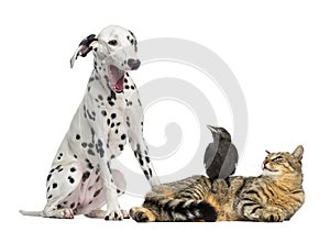 Cat and Jackdaw looking at a Dalmatian yawning, isolated