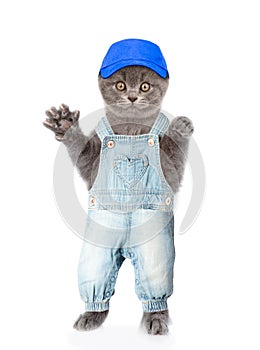 Cat in jeans overalls and hat. isolated on white background