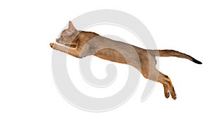 Cat in jump