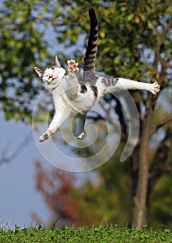 Cat jumping