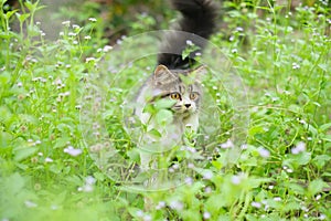 cat jumping on fresh grass