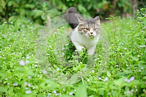 cat jumping on fresh grass