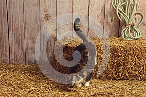 Cat jumping off hay bale in a barn