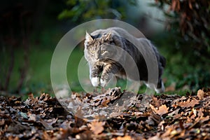 Cat jumping over pile of autumn leaves