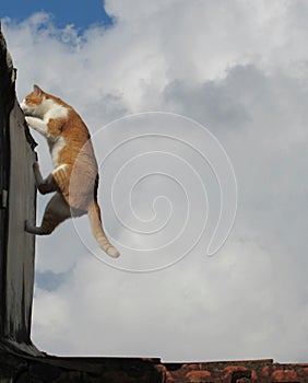 Cat jumping the wall photo