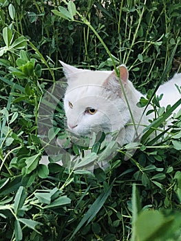 Cat in jungle