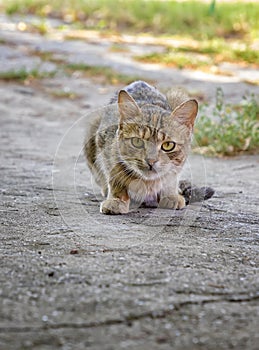 A cat just before the attack. A wild hungry cat is hunting.