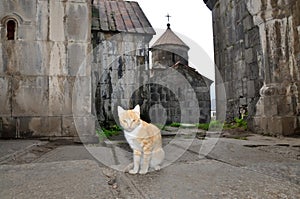 Cat, keeper of Holy Monastery Haghpat in Armenia