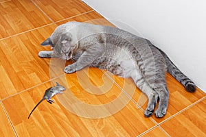 Cat kill rat