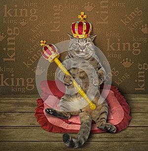 Cat king on the bed