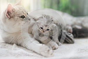 Cat kissing her kitten with love