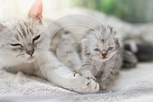 Cat kissing her kitten with love