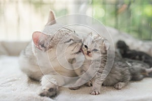 Cat kissing her kitten with love