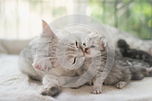 Cat kissing her kitten with love