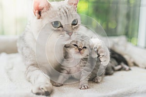 Cat kissing her kitten with love