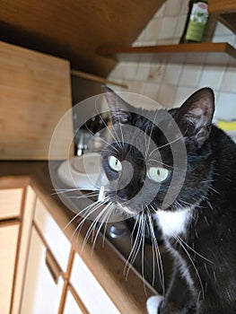 Cat on a kitchen counter with blue eyes