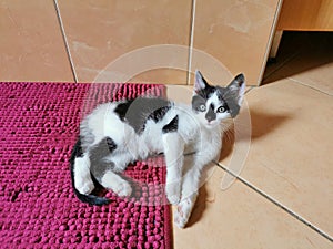 Cat, kitten, black and white, lying on carpet and tile