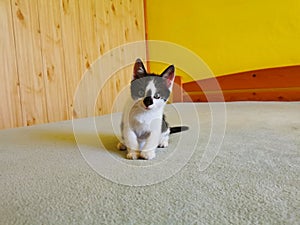 Cat, kitten, black and white, sitting on the bed and looking at you