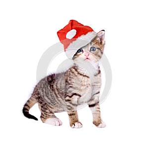 Gato  gatito gorra navidena 