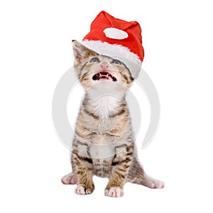 Gatto  Gattino Berretto di Natale 