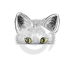 Cat. Kitten face sketch. Puppy head isolated.