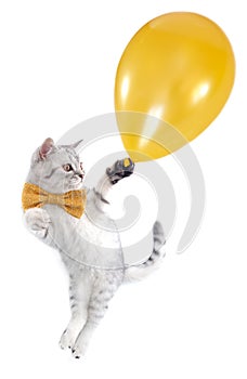 Cat kitten flying with a golden balloon