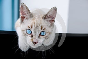 Cat kitten hanging over blank poster or board