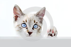 Cat kitten hanging over blank poster or board