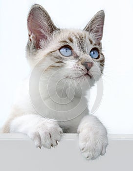 Cat kitten hanging over blank poster or board