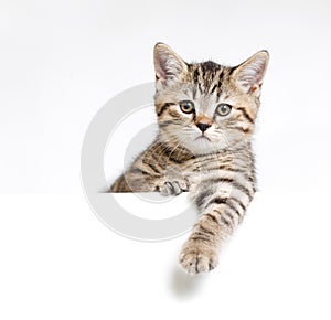 Cat or kitten isolated behind signboard