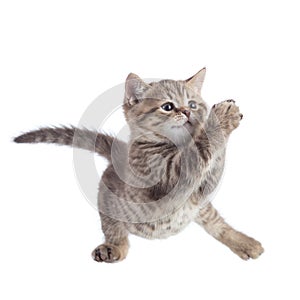 Cat kitten jumping and playing. Isolated on a white background.