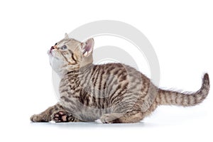 Cat kitten jumping and playing. Side view isolated on a white background.