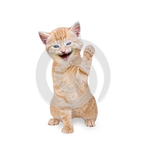 Cat / kitten laughing and waving
