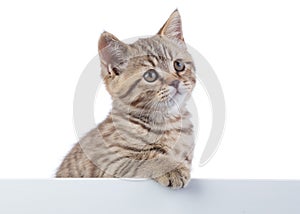 Pretty kitten peeking out of blank sign, isolated on white background