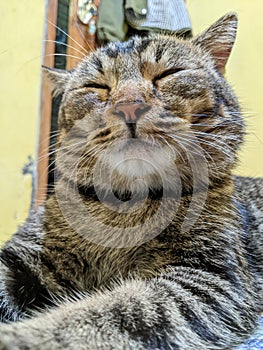 cat kitten pet lovely catlovers