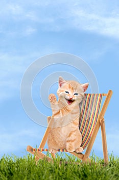 Cat / kitten sitting in deck chair / Sunlounger