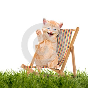 Cat / kitten sitting in deck chair / Sunlounger