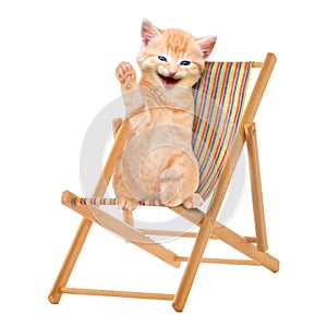 Cat / kitten sitting in deck chair / Sunlounger