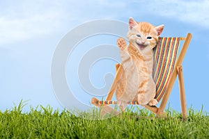 Cat / kitten sitting in deck chair / Sunlounger