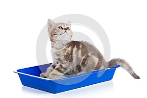 Cat kitten in toilet tray box with litter on white