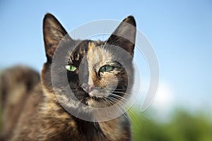 Cat kitten with unusual color half faces on nature on background
