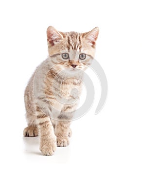 Cat kitten on white background