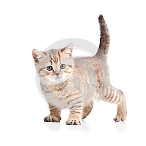 Cat kitten on white background