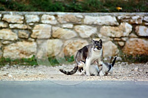 Cat with kittens