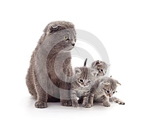 Cat with kittens