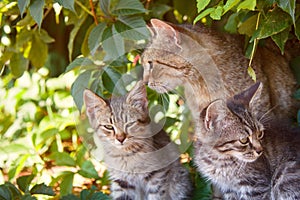 Gatto un gattini ordinario razza 